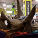 Image for article titled Paleontologists Unearth Rare, Mint-Condition Triceratops Skull In Goodwill Bin